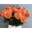 product/img.floraplaza.nl/12484-55-LIVE_fotos-0x61A95A42388F80FF61C212EFB9F2A912E2601534.jpg