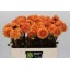 product/img.floraplaza.nl/12484-55-LIVE_fotos-0xEF17C0AAB23556B509EF479B617196DD3A50E3B1.jpg