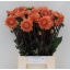 product/img.floraplaza.nl/12484-55-LIVE_fotos-0xEFE65AB9A91EA0E0DBBE939D838620F5584C39D1.jpg