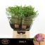 product/img.floraplaza.nl/124848-50-LIVE_fotos-0x9F6E9CFB9397BB1D0DB48A70A51797CC15D09028.jpg