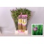 product/img.floraplaza.nl/124848-50-LIVE_fotos-0xD4BC5BE48F1C1BEFB9D91E5E43EE375507DFC5AC.jpg