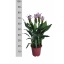 product/img.floraplaza.nl/124849-21-LIVE_fotos-0x5F476C62D5D6A267E568CBF5EDA11965D61ACB66.jpg