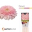 product/img.floraplaza.nl/124960-50-LIVE_fotos-0x5B66ADE2683BE97B74142B157D4F858FBC71D42B.jpg