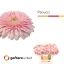 product/img.floraplaza.nl/124960-50-LIVE_fotos-0xF48EA7E4490D61AB0327D97D6738C6A0B01DA10B.jpg