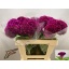 product/img.floraplaza.nl/124999-55-LIVE_fotos-0x09054DD5AF89184FBC15EE29B3F5DFAB79AFD08D.jpg