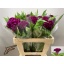 product/img.floraplaza.nl/124999-55-LIVE_fotos-0x0B691660EB3ACFC63466A83DF443B7321ABBCBEE.jpg