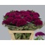 product/img.floraplaza.nl/124999-80-LIVE_fotos-0x336F36EDDE787011C61FE48FC81564A7BF6CE837.jpg