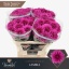 product/img.floraplaza.nl/125024-70-LIVE_fotos-0x4D2951435D3D245A56B4DF0100160E3DA32B3A49.jpg