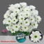product/img.floraplaza.nl/125026-80-LIVE_fotos-0xE63FA75AB3E4985714DF5CD592A3633A7117B932.jpg