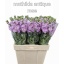 product/img.floraplaza.nl/125053-LIVE_fotos-0x6AA90353B8EC57539CD97FC9B3ECE01500B46DFA.jpg