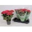 product/img.floraplaza.nl/125075-13-LIVE_fotos-0x88956CE73B80C3DAFAAF1A94B5B1533E785CD3F3.jpg