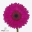 product/img.floraplaza.nl/125128-50-ART_Fotos-VBN-vbn125128.jpg