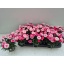 product/img.floraplaza.nl/125158-510-LIVE_fotos-0x8F49450D5F07C4D2CBCBB68E034FA93C950CE5DF.jpg