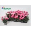 product/img.floraplaza.nl/125158-9-LIVE_fotos-0x2E35E6B4CD5F8E9C1B6103AB04D4BBE1DCCC3DEE.jpg
