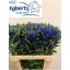 product/img.floraplaza.nl/125247-60-LIVE_fotos-0xDB3B4AA95D26448E9DFF8F60A3C38172FDCB958A.jpg