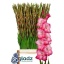 product/img.floraplaza.nl/125290-120-LIVE_fotos-0xCCCB9C85E6AD54F1D0EDB9D416DC6FC5F8EB7B93.jpg