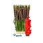 product/img.floraplaza.nl/125290-120-LIVE_fotos-0xDEA024BCF57EF734A4F7DFD6FE881F7994BDB4F2.jpg
