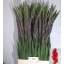 product/img.floraplaza.nl/125290-120-LIVE_fotos-0xF62486C0A5A52AF6BA4036B548618530D20D4A53.jpg