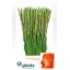 product/img.floraplaza.nl/125300-LIVE_fotos-0xA5828982C2D42A8F4C1EA686D3C226FE98CF2EB5.jpg