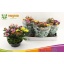 product/img.floraplaza.nl/125305-23-LIVE_fotos-0xD4E3BA349CB33791AADC72DBDEA6BB4E859B6C99.jpg