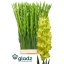 product/img.floraplaza.nl/125322-115-LIVE_fotos-0x0171CEE4BACEC0B397735D306B257E1FDABEE344.jpg