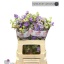 product/img.floraplaza.nl/125347-60-LIVE_fotos-0x37CFB3D4CB20EC4CA55365AA69DFD9C6E4A389BE.jpg