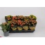 product/img.floraplaza.nl/125349-12-LIVE_fotos-0xCB55170C34AAE3A96CF02CA9E92FEDE809324EB3.jpg