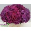 product/img.floraplaza.nl/125356-60-LIVE_fotos-0x8A5E5BC801DF5D1ED3629DACE578EF1A68417141.jpg