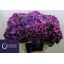 product/img.floraplaza.nl/125356-60-LIVE_fotos-0xCAB6CEC37A0EAA457A2FF42686B0D2B3084677FC.jpg