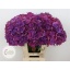 product/img.floraplaza.nl/125356-60-LIVE_fotos-0xF610C3860D0A100BEA4E54082E8231306B5A0970.jpg