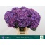 product/img.floraplaza.nl/125356-65-LIVE_fotos-0x4C2254E0FF1EF312639089CEA54D55F2E8430047.jpg