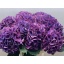 product/img.floraplaza.nl/125356-65-LIVE_fotos-0xCD3E2F8346A3006BF7E9A95182C59F2834D3DB7C.jpg