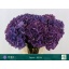 product/img.floraplaza.nl/125356-65-LIVE_fotos-0xE1C2A3EE724E180857D324F2F5BFD676A5183D0A.jpg