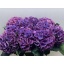 product/img.floraplaza.nl/125356-70-LIVE_fotos-0xDC020D819E34F08044D20793D5096CC3233DD6BF.jpg