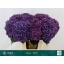 product/img.floraplaza.nl/125356-80-LIVE_fotos-0x24EE5D0ED6DCA6EE0725740C5CDA7A09DE65A5F6.jpg