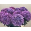 product/img.floraplaza.nl/125356-80-LIVE_fotos-0xCCF8AA0043B45A350E8BEC42133539DADFAE87FD.jpg