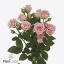 product/img.floraplaza.nl/125380-60-ART_fotos-VBN-vbn125380.jpg