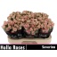 product/img.floraplaza.nl/125380-60-LIVE_fotos-0x0D6BA87CB169D38714F7E20425077DD19728A4EC.jpg