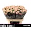 product/img.floraplaza.nl/125380-70-LIVE_fotos-0xAE1124830BE1D25EF8EBA2AADC69A9951552FF28.jpg