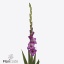 product/img.floraplaza.nl/125385-125-ART_fotos-VBN-vbn125385.jpg
