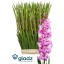 product/img.floraplaza.nl/125385-125-LIVE_fotos-0x3DEA9C93455DA81CF261ED29B2137E6D90734CD0.jpg