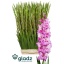 product/img.floraplaza.nl/125385-125-LIVE_fotos-0x81A8A00D2192E41D58CC2B9101CA571F18B5631A.jpg