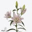 product/img.floraplaza.nl/125399-100-ART_Fotos-VBN-vbn125399.jpg