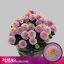 product/img.floraplaza.nl/125404_70-LIVE_fotos-0x67C0C3C5B60ED31E03170933DB6109889290E2B8.jpg