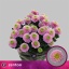 product/img.floraplaza.nl/125404_70-LIVE_fotos-0x9BD0E5FB379BE4308C30AC95C22DF97D95BC5F79.jpg