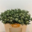 product/img.floraplaza.nl/125436-40-LIVE_fotos-0xB73600350CD6002A7B8E9C00D0F75FD1C173D5CE.jpg