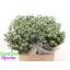 product/img.floraplaza.nl/125436-60-LIVE_fotos-0x92D7A969D139338FE1686C590C5225D98B1C058A.jpg