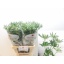 product/img.floraplaza.nl/125436-70-LIVE_fotos-0x4E4A1A37A68489E7B8866AF069D68B90A4AF4392.jpg