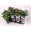 product/img.floraplaza.nl/125442-13-LIVE_fotos-0x1E0ADEAF1EB793E6F6C90E05A90942924D20FD44.jpg