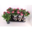 product/img.floraplaza.nl/125442-13-LIVE_fotos-0x702E715C56A4814AEB9DDE41DB956CCA2D9B8D76.jpg